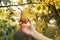 Female hand holds Fresh juicy tasty ripe pear on branch of pear tree in orchard for food or pear juice, harvesting. Crop of pears