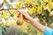 Female hand holds Fresh juicy tasty ripe pear on branch of pear tree in orchard for food or pear juice, harvesting. Crop of pears