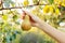 Female hand holds Fresh juicy tasty ripe pear on branch of pear tree in orchard for food or pear juice, harvesting. Crop of pears