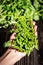 a female hand holds freshly cut basil buds