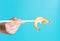 A female hand holds a king prawn with wooden chopsticks on blue background