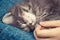 Female hand holds the paws of a small sleeping kitten. Love and tenderness for pets