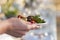 Female hand holds a plate with marinade and salted, olives, olives, Greek menu.