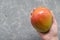 Female hand holds Ripe juicy fruit of the Brazilian mango from the tropics on a gray background copy space. Exotic fresh fruits.