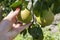 Female hand holds ripe pear on branch of pear tree. Crop of pears in summer garden.