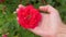 Female Hand Holds A Rose Bud And Gently Strokes The Flower Petals With Her Thumb