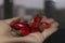 Female hand holds rosehip berries. Rosehips Rosa Canina on a blurry dark background. The concept of harvest