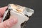 Female hand holds spoiled moldy old piece of food on gray background, close-up, selective focus. Dangerous food