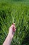 A female hand holds a stalk of barley in the field. Farming concept