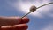 Female Hand Holds Thin Twig with a Snail on a Background of Blue Sky and Clouds