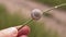 Female Hand Holds Thin Twig with a Snail on a Blurred Green Background of Nature