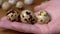 Female Hand Holds Three Quail eggs on a Background of a Table with Quail Eggs