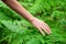 Female hand, with long graceful fingers gently touches the plant, leaves of fern. Close-up shot of unrecognizable person