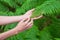 Female hand, with long graceful fingers gently touches the plant, leaves of fern. Close-up shot of unrecognizable person