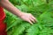 Female hand, with long graceful fingers gently touches the plant, leaves of fern. Close-up shot of unrecognizable person