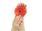 Female hand manicure natural fashion lifestyles healthy gerbera flower spa summer isolated