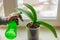Female hand with manicure spraying green leaves of moss orchid in a pot standing on window sill. House plant care concept