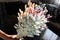 In female hand, multi-colored flowers hare tails closeup