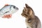 Female hand offers a cute kitten a dorado fish on white background