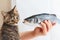 Female hand offers little kitten a sea bass fish