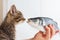 Female hand offers a pretty kitten labrax fish