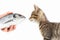 Female hand offers a striped kitten a dorado fish on white background