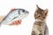 Female hand offers a tabby kitten a dorado fish on white background