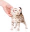 Female hand patting cute kitten. on white background