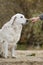 Female hand patting dog head