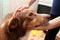 Female hand patting his pet dog in the kitchen