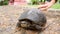 Female Hand Petting Big Wild Old Turtle in Park. 4K.