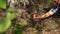 Female hand pick boletus mushroom growing under birch tree