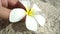 Female hand pick up white flower in the sand, concept ecology, green earth disaster destroyed, global warming, dry