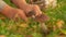 Female hand is picking fresh mushrooms from the grass with a knife