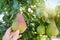 Female hand picking pear from tree in garden