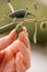 Female hand picking ripe olive fruit