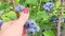 Female Hand Picks Blueberries. Fresh and Ripe Organic Blueberries Grow in a Garden.