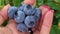 Female Hand Picks Blueberries. Fresh and Ripe Organic Blueberries Grow in a Garden.