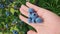 Female Hand Picks Blueberries. Fresh and Ripe Organic Blueberries Grow in a Garden.