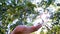 female hand picks a fresh natural apple on a tree branch in the sunlight. selective focus