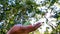 female hand picks a fresh natural apple on a tree branch in the sunlight. selective focus