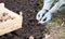 Female hand planting potato tubers into the soil