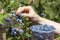 Female hand plucking ripe