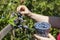 Female hand plucking ripe blueberries from a bush. Close-up.