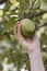 Female hand plucks an apple from a branch. Apples with damage. Natural organic fruits not treated with chemical additives