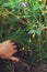 Female hand pushes back the thickets of grass behind which are hiding magical fairy lights