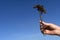 Female hand raises a dried branch to the blue sky
