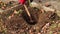 A female hand in a red glove digs a hole for planting.