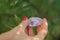 Female hand with red manicure holding transparent violet amethyst yoni egg for vumfit, imbuilding or meditation. Crystal