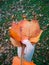 Female hand with red nail,in orange sleeve,hold pile of autumn brown leaves in rain drops,blurred lawn on backdrop